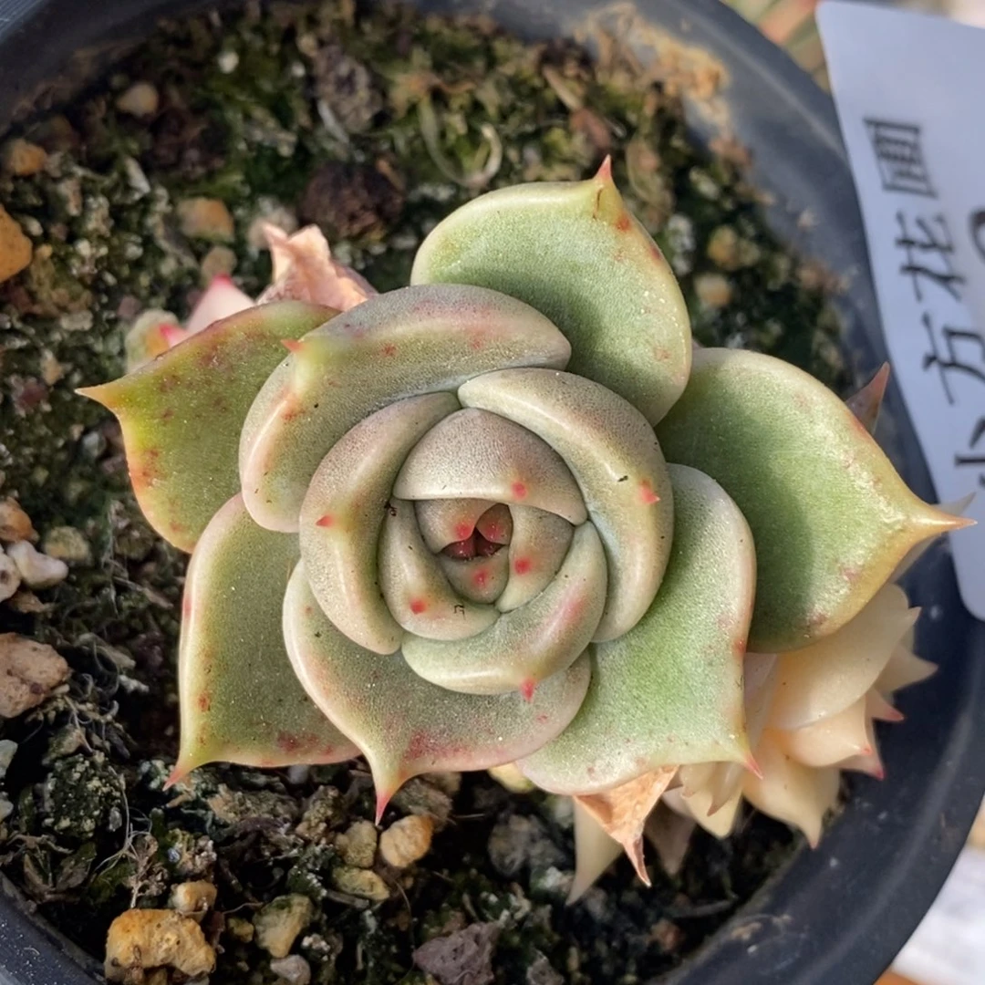 920贝加尔湖锦叶插群生