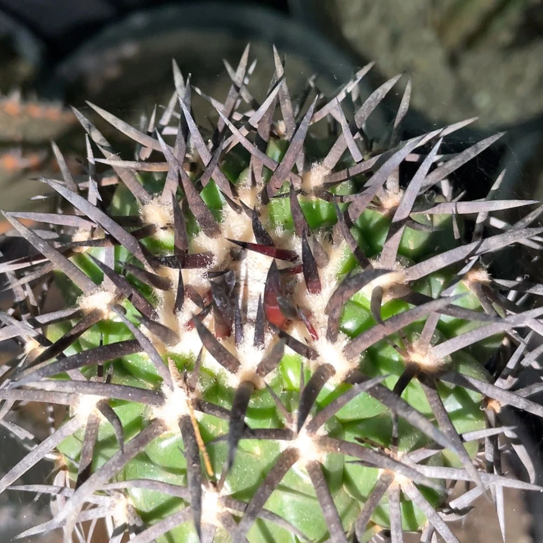 【闪购商品】苗接圆盘玉