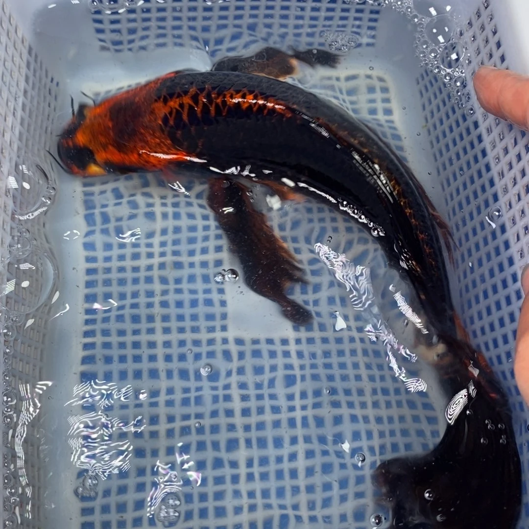 锦鲤冷水锦鲤包邮