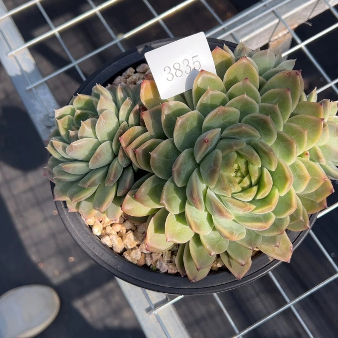 金**串3835肉多么多万元多哦