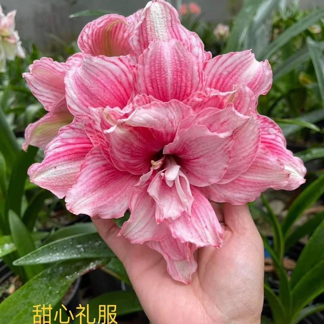 朱顶红-【舞动乾坤/甜心礼服 】1-1.6cm 只包对版，不包后期养护