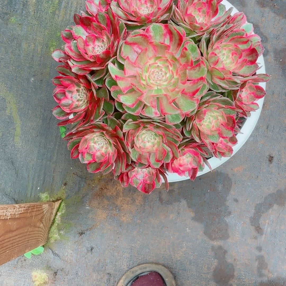 云南多肉植物赤子心