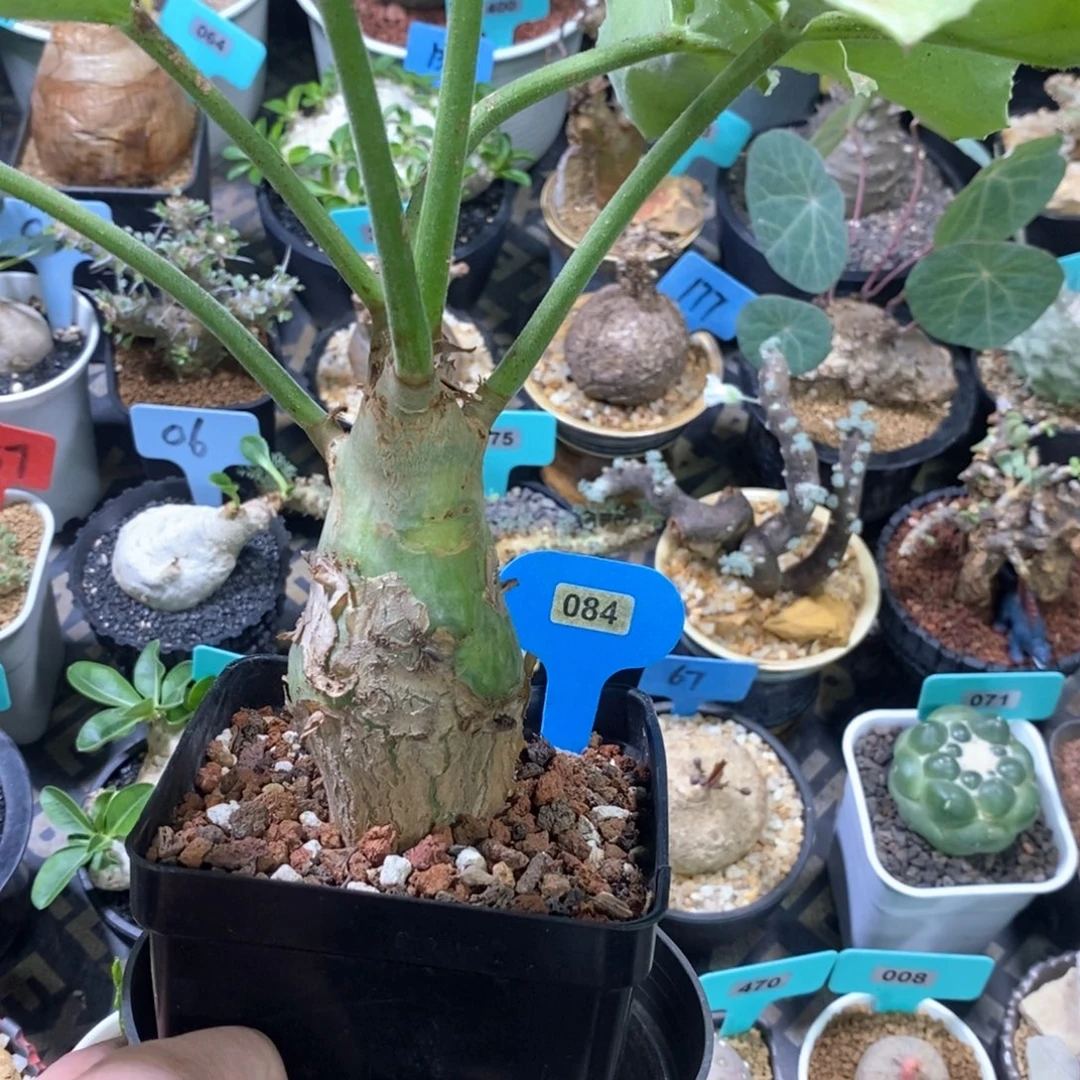 安哥拉葡萄翁多肉植物