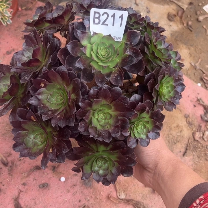 赤炎链微瑕211.多肉植物