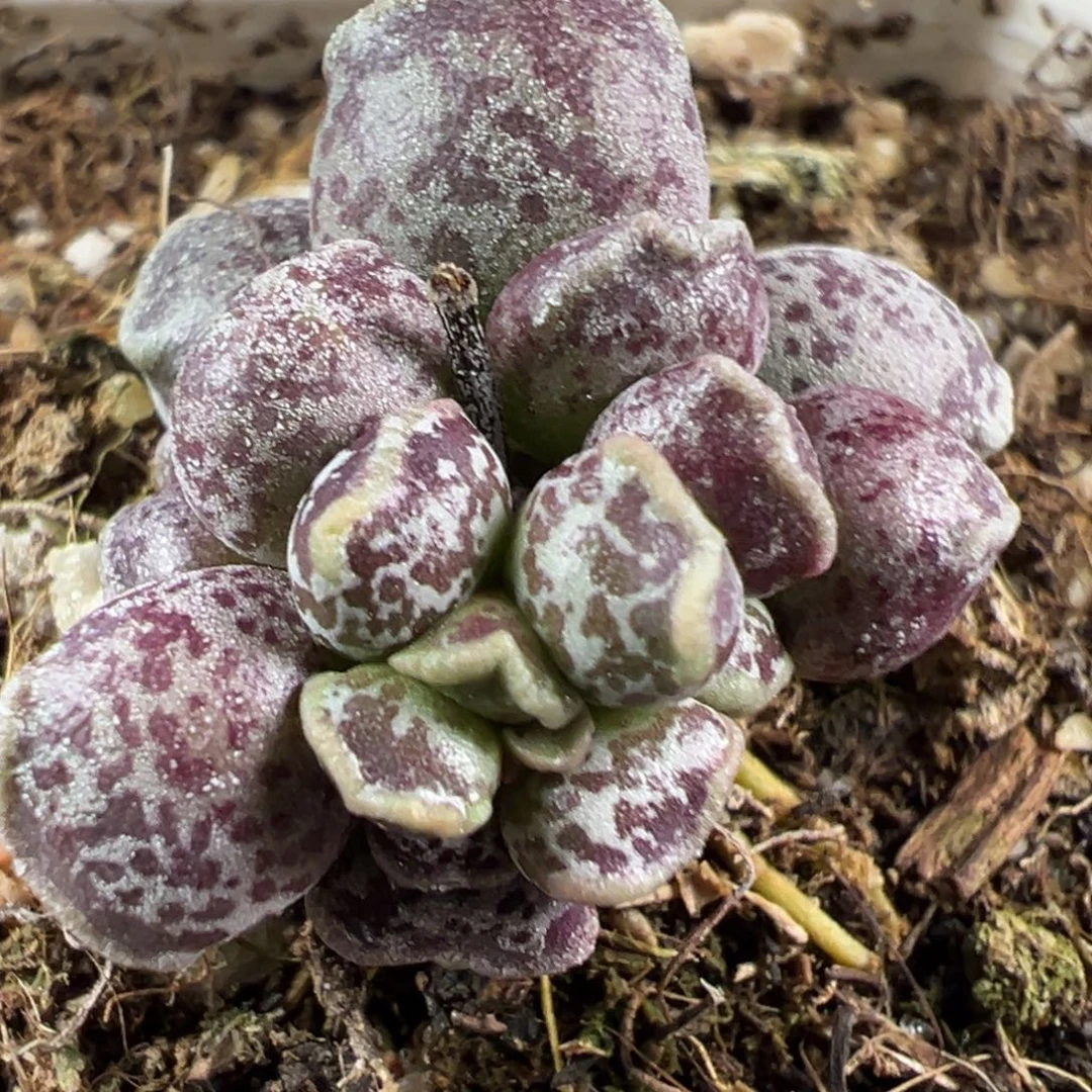 达摩海豹多头纯木质桩多肉植物