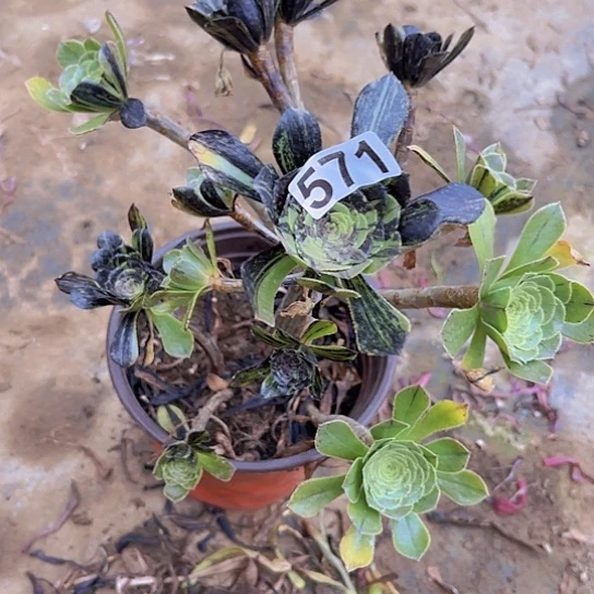 春***.一颗多肉法师植物