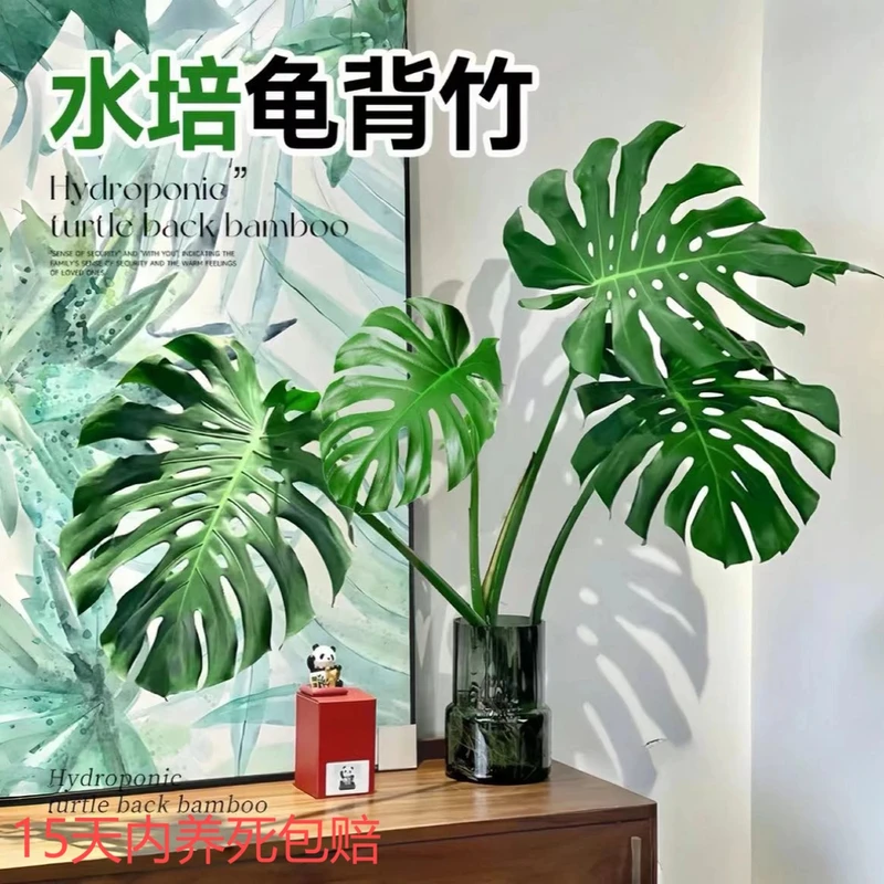 【一物一拍】新品意境独杆老桩龟背竹+室内绿植+观叶绿植+美化环境