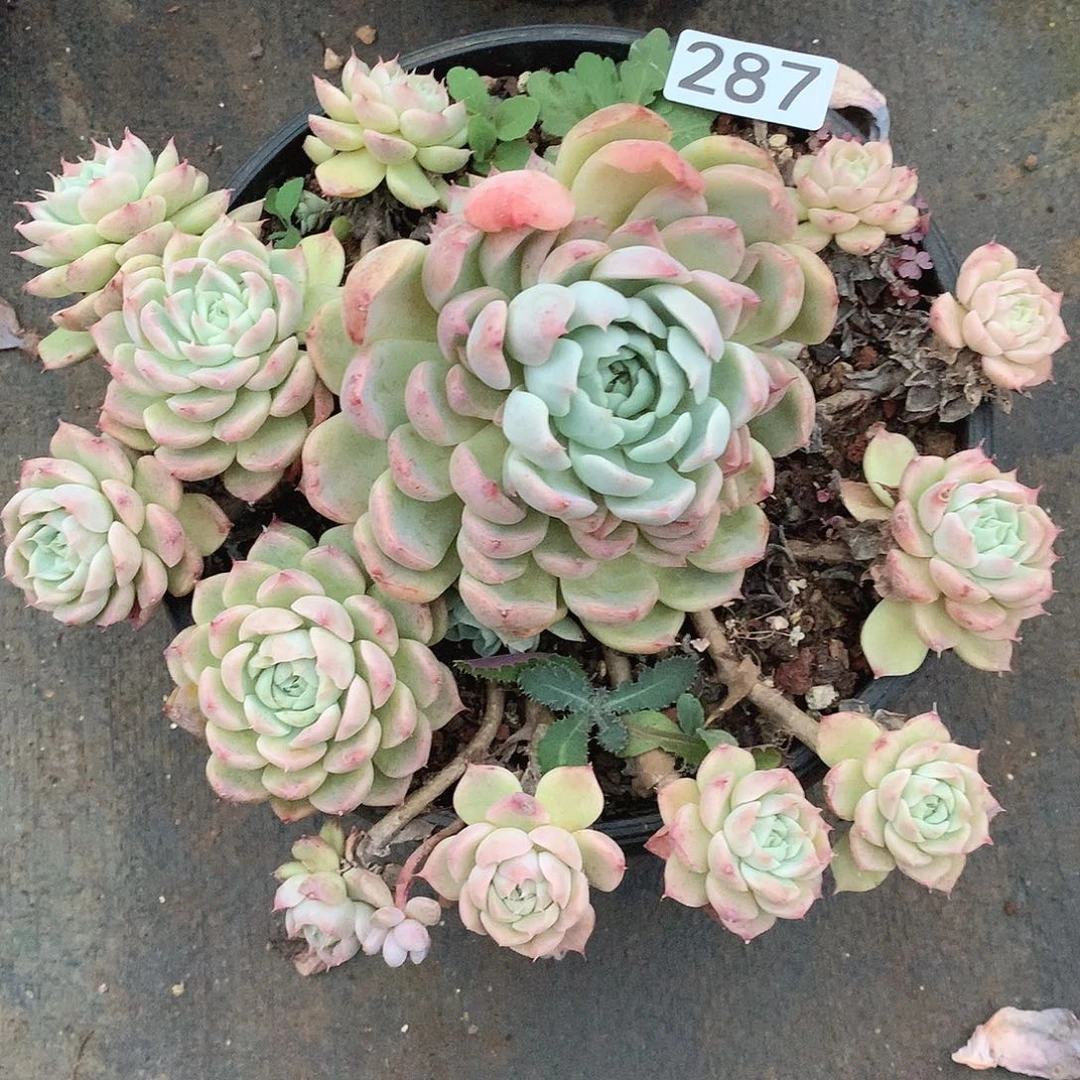 287 一物一拍多肉