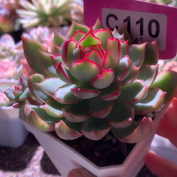 宝莲灯覆轮锦有根