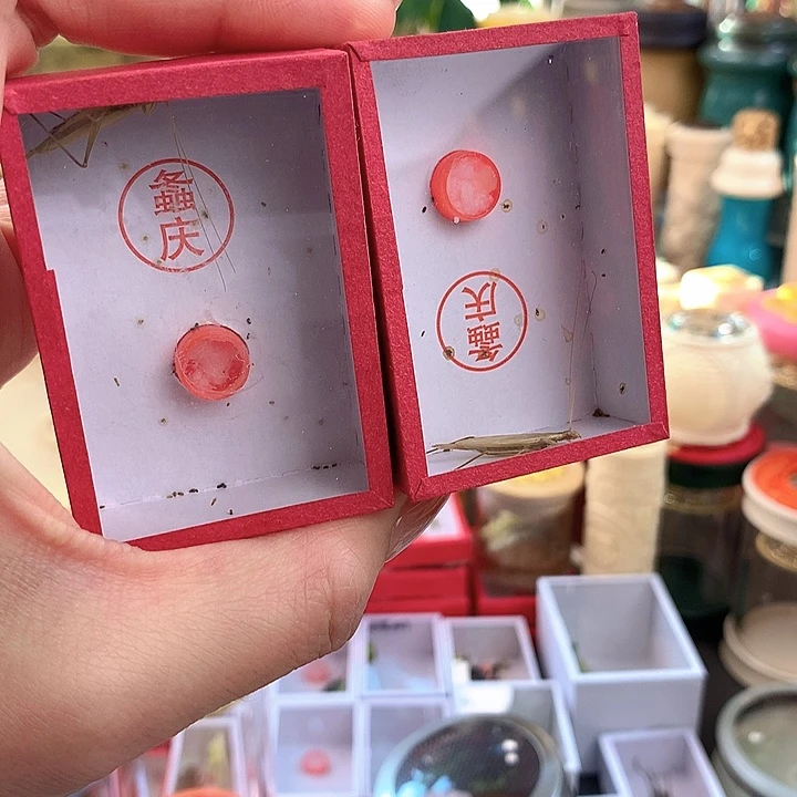 两只断须柬埔寨竹蛉