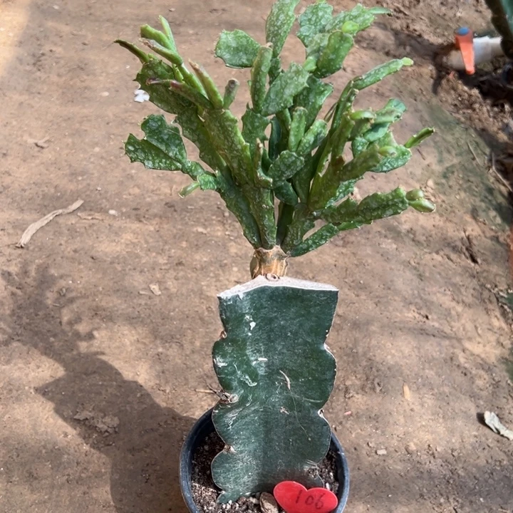 当前无花栽培后可以开花052  106