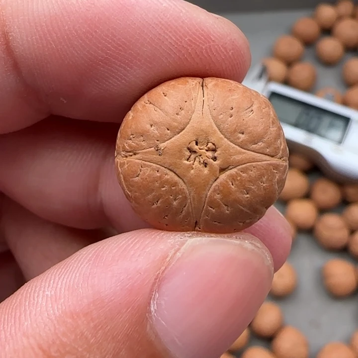 凤眼菩提吊坠尼泊尔18.5