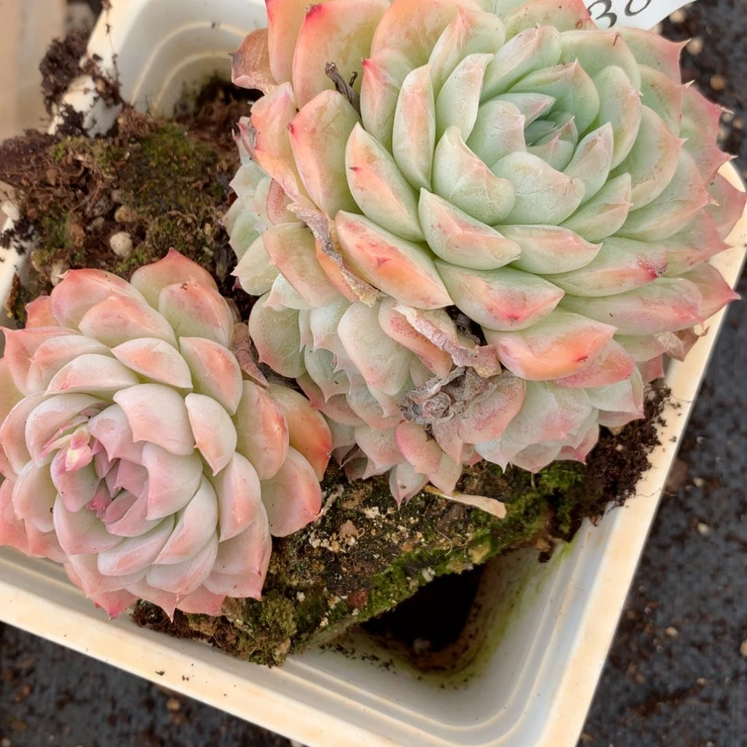 3852新年快乐发发发