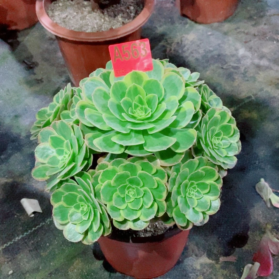奶白563多肉11111