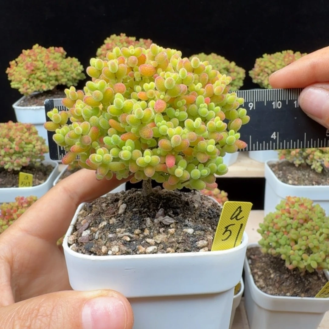 a51号蜜橘冠服6厘米