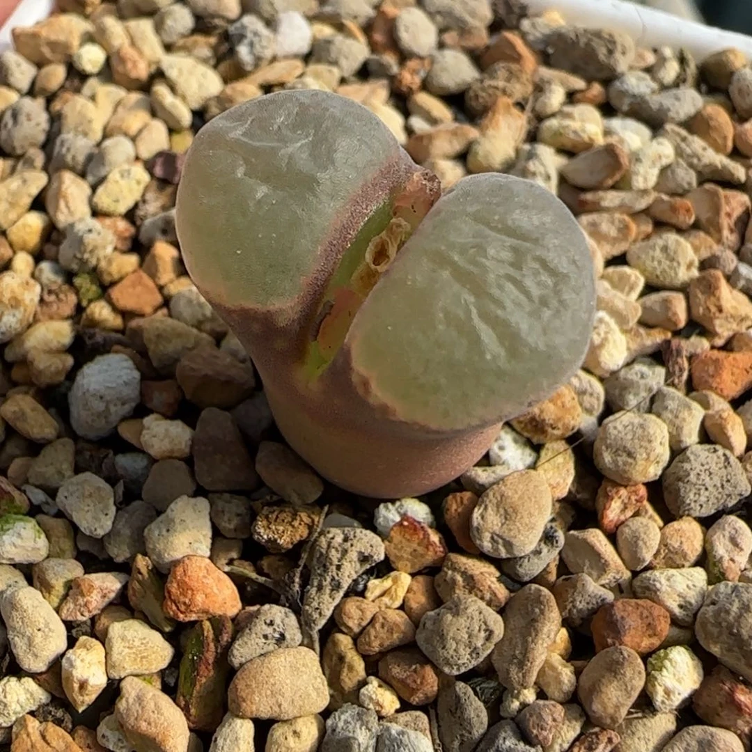 多肉植物紫体白窗118号