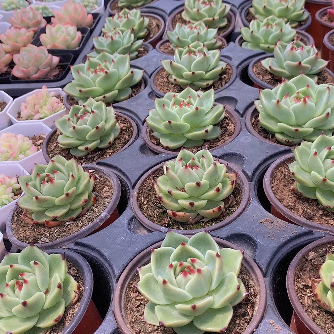 蓝龙24567890000000