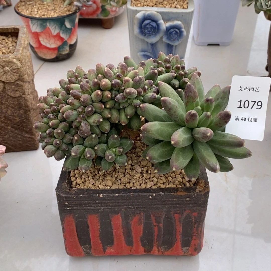 千代田之松缀化多肉多肉079