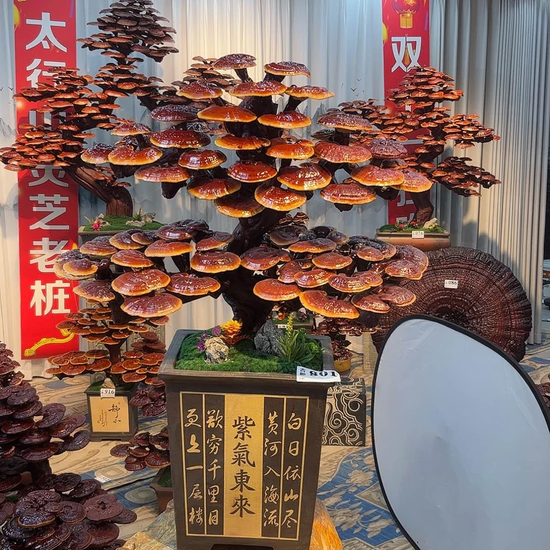 无花朵8888888888888