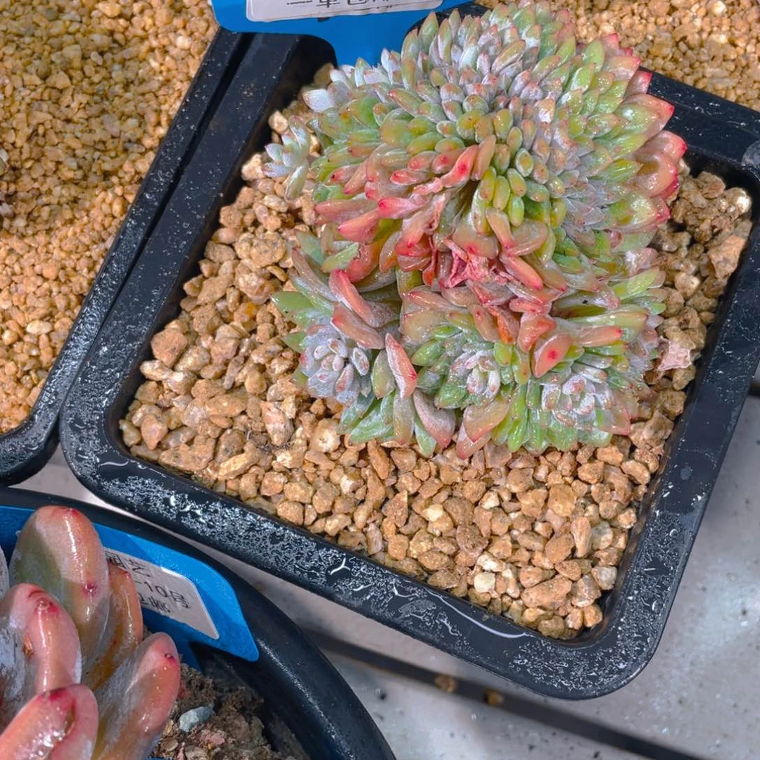 0727-51-尾货星星橙缀化一颗