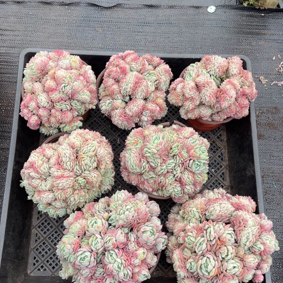 贝瑞缀，图中任意一颗，尺寸15+