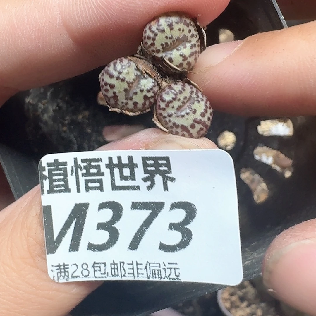 多肉我的嘴wcqfvmm