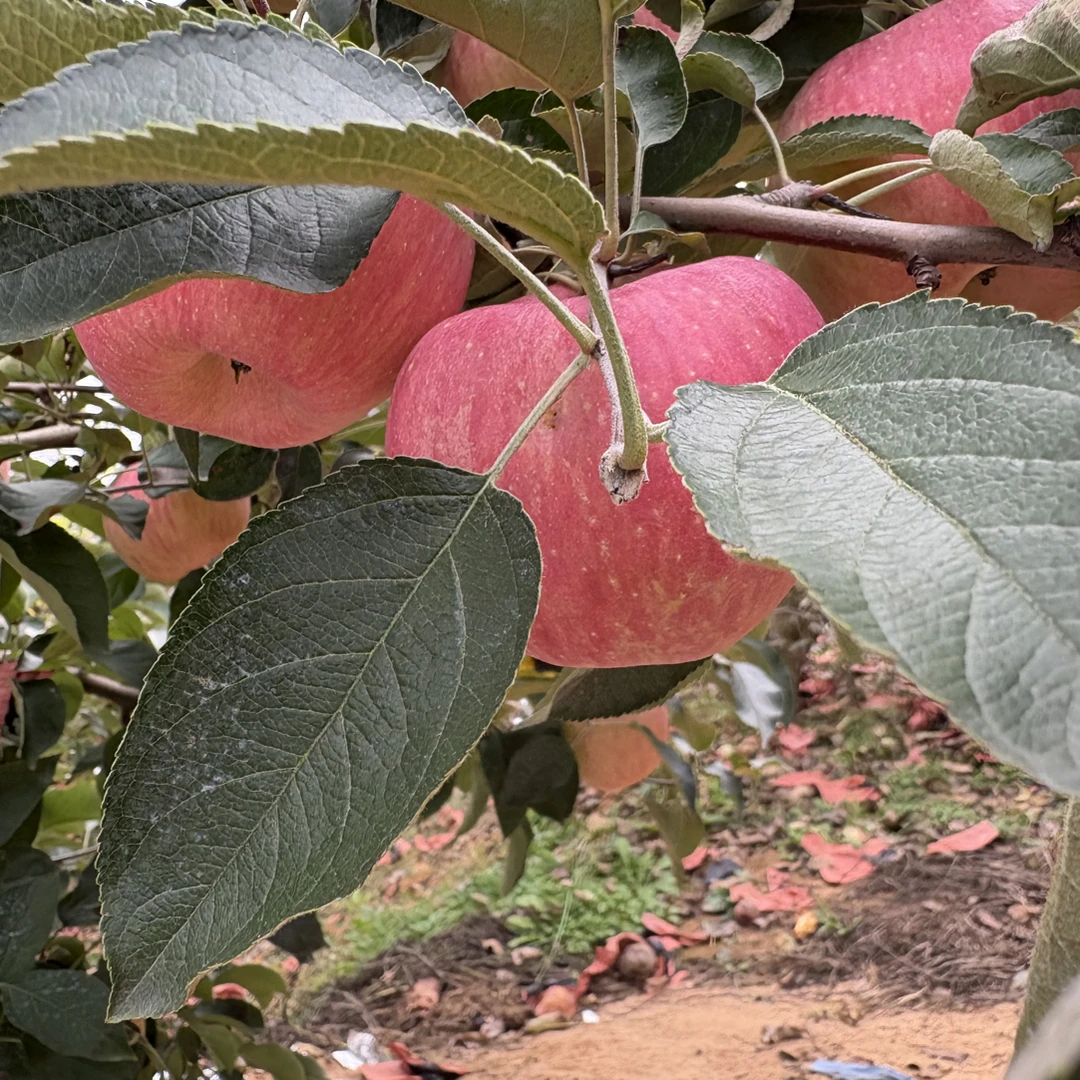 正宗寒富苹果自家农场新鲜采摘老树多汁