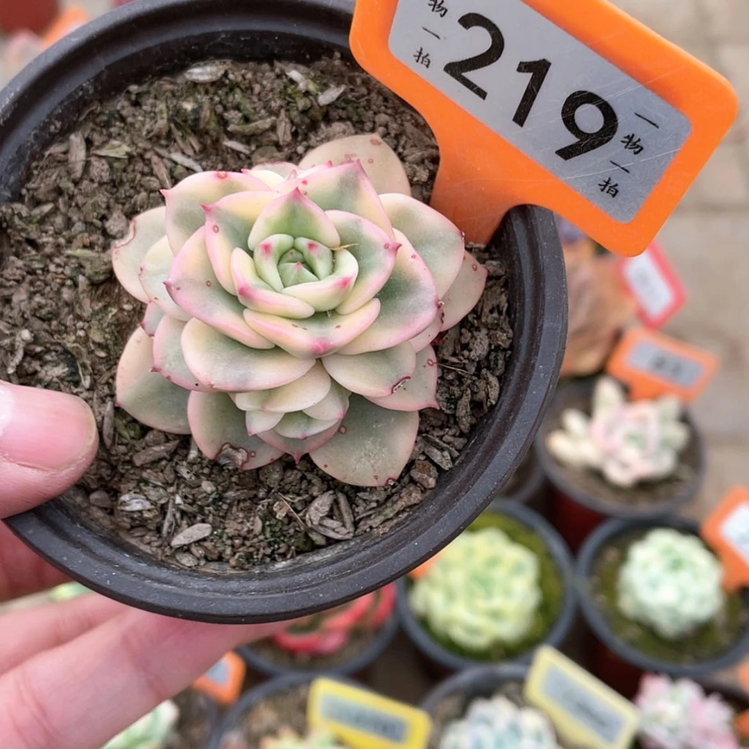 【闪购商品】219号