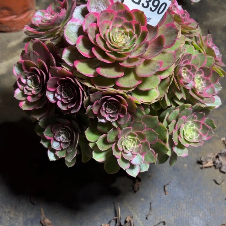 瑞妈，，，。。。390粉花妖，