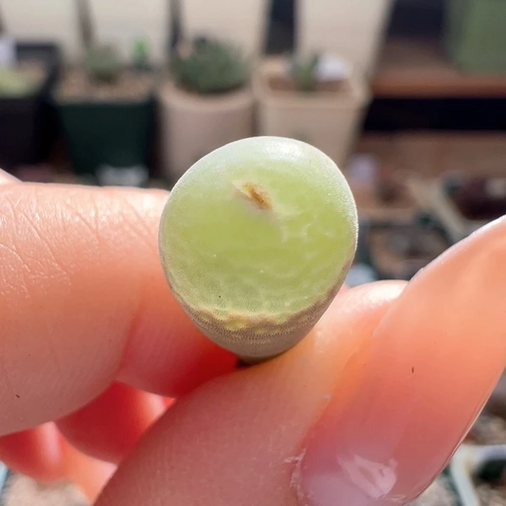 T***ow844。优选匈牙利种源安格尼斯之 眼。