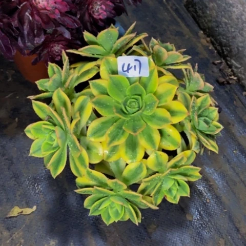 星爆多肉植物417多肉不包断