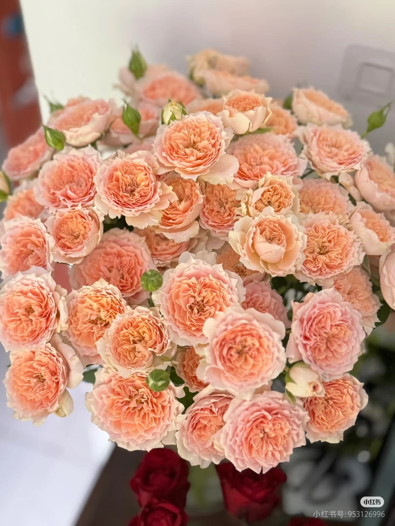 杏色拉拉队10支 两单包邮一单或低温不拍保温冻坏不售后