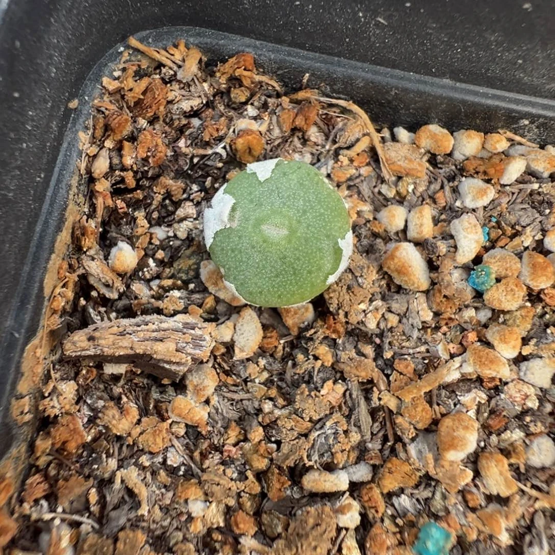 16-73肉锥多肉植物，