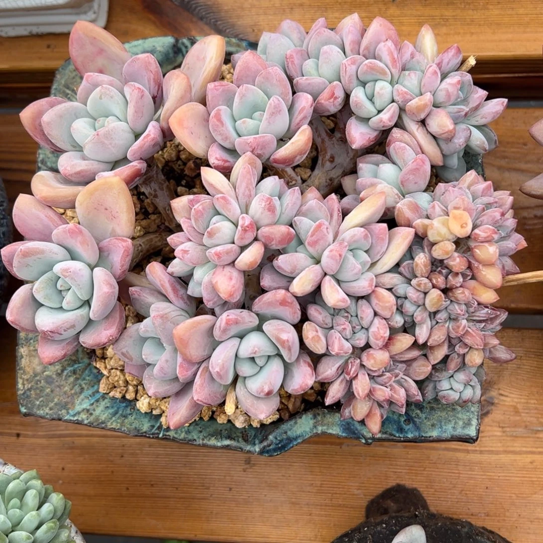 奥普缀化 一物一拍