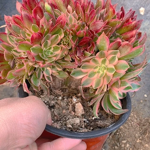 心*雨111女神缀化多肉植物