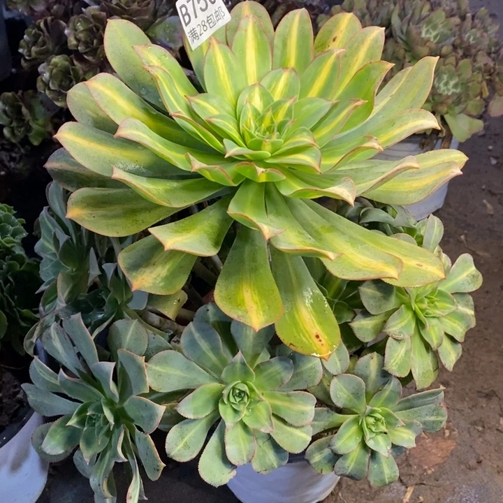 黄中锦多肉断头不包