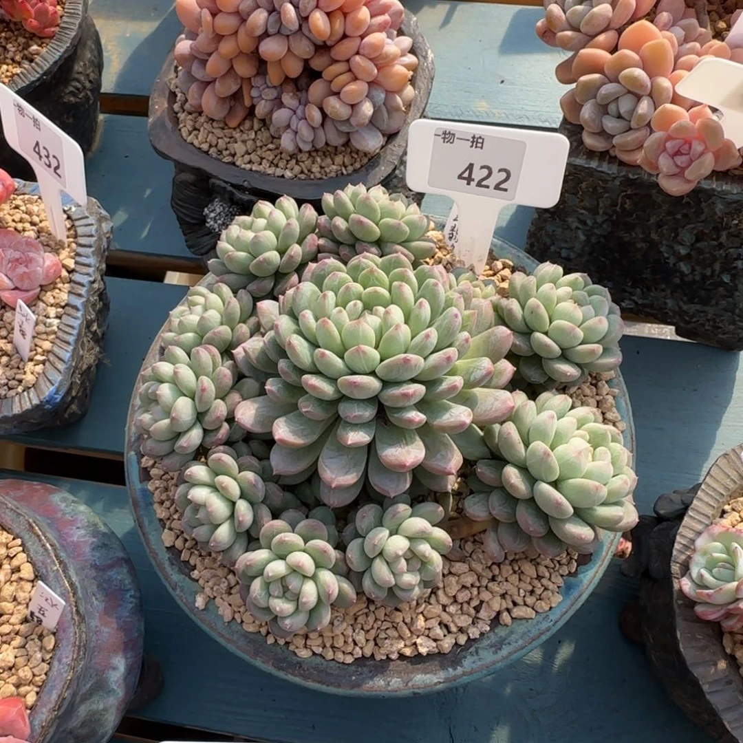 ****）解忧一物一拍422号