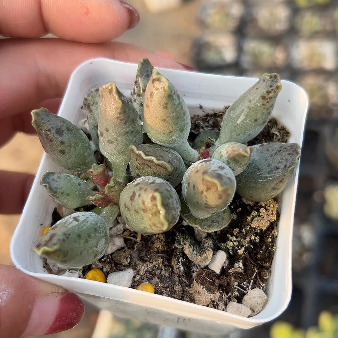 多肉植物海豹多肉