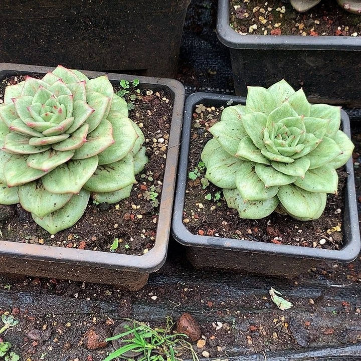 美肉特价活动开始啦