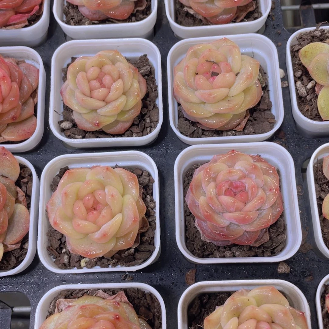 285号 水晶珍妮琥珀单头一个