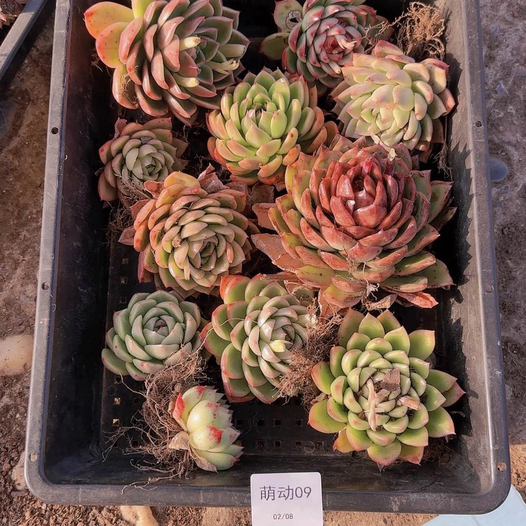 直播一物一拍多肉09