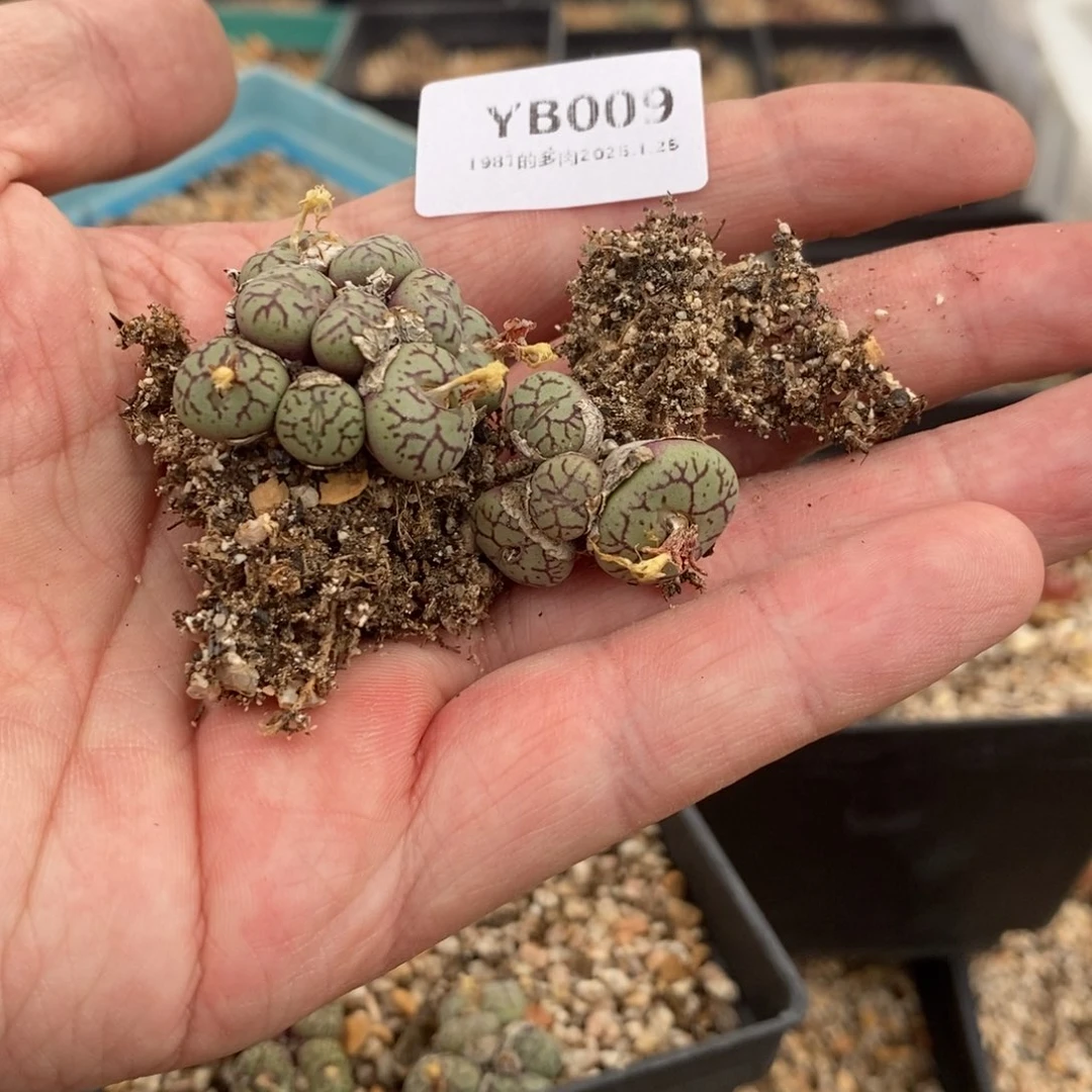 粗砂花盆小****YB009已配已配