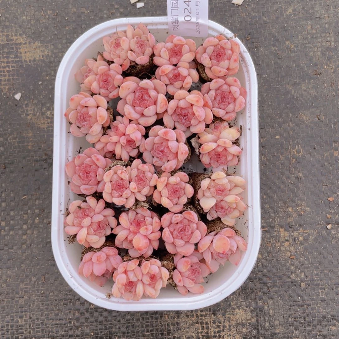 我们的生活方式是什么024