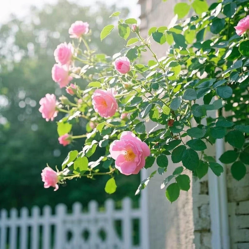 爬藤蔷薇花苗四季开花藤本月季玫瑰花苗爬藤庭院大花阳台花卉盆栽