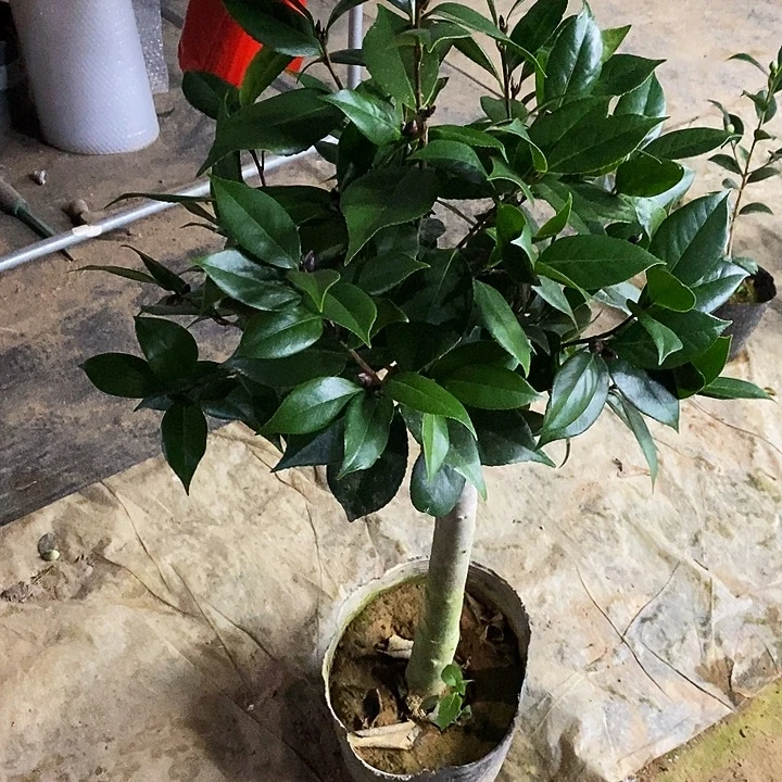 无花朵超墨。
