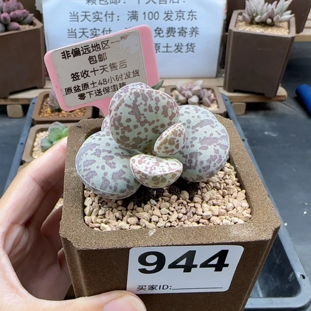 944巨型花旦多肉