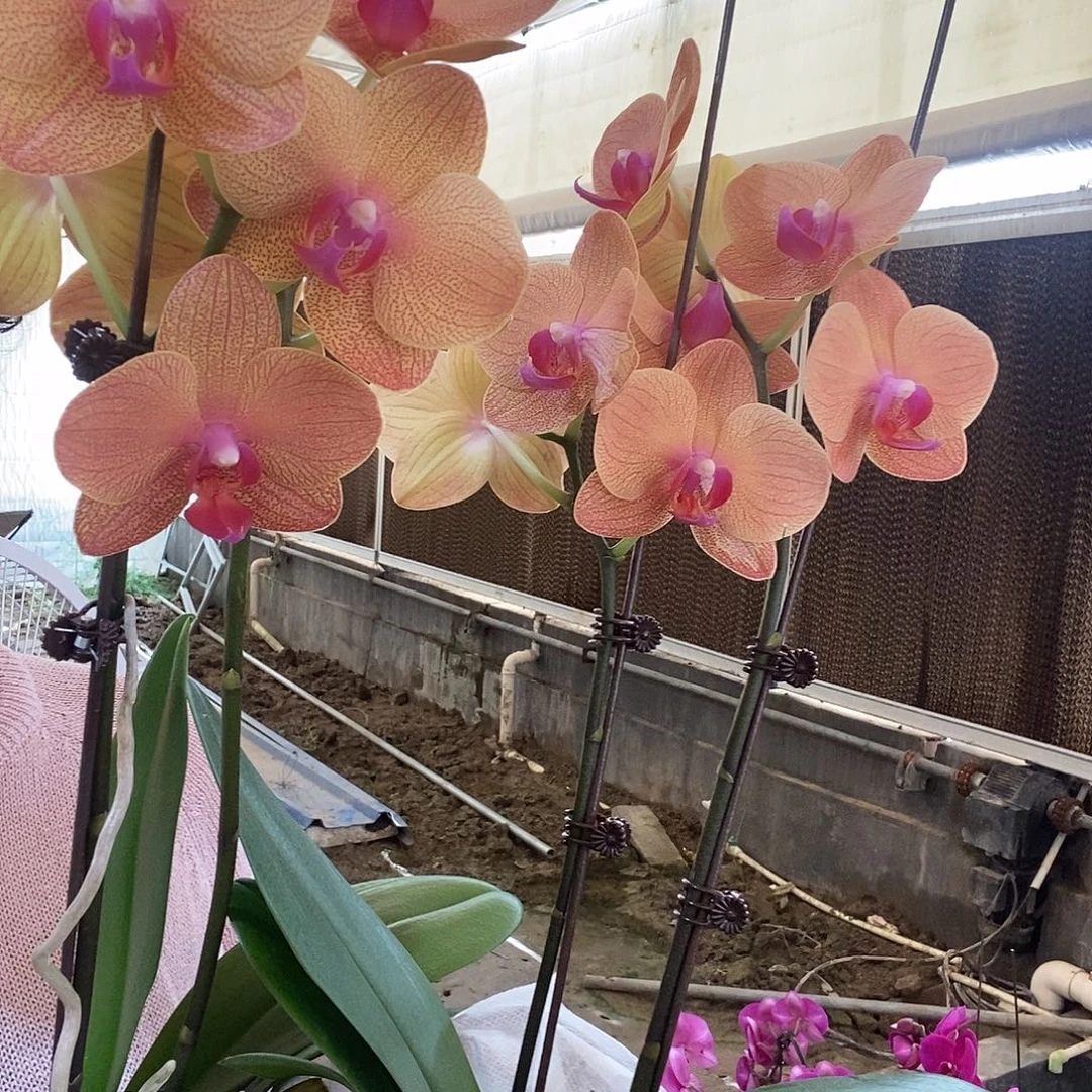 完全开放圣马力诺2棵组合