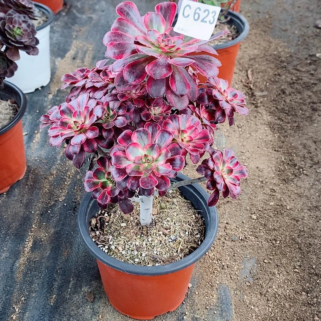 丽娜623多肉11111