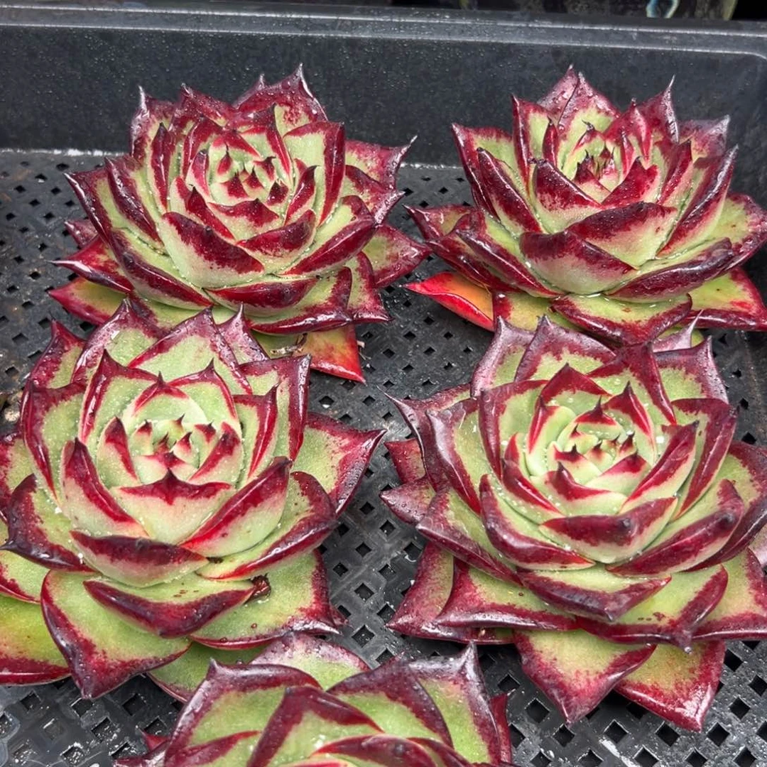 从前慢花园多肉编号1217-麦比乌斯