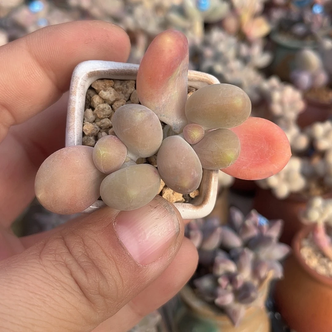 带盆发货 芒果 3.5口盆